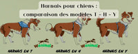 Harnais pour chiens : comparaison des modèles H et Y