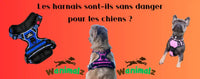 Les harnais pour chien anti-traction, sans dangers pour vos chiens s'ils sont bien réglés et adaptés à leur besoin