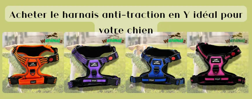 Le harnais anti-traction en Y idéal pour votre chien