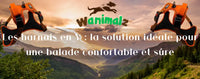 Les harnais en Y une solution idéale pour vous et le chien