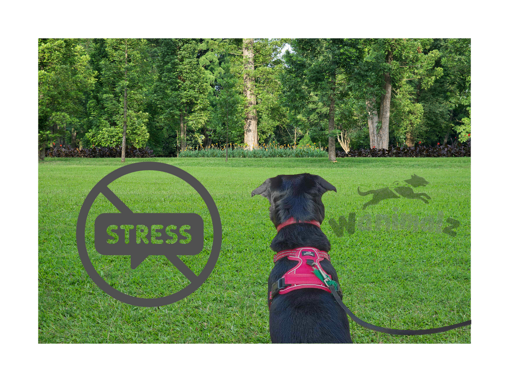 Le harnais chien anti-traction pour des promenades sans stress
