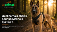 Quel harnais choisir pour un Malinois qui tire ?