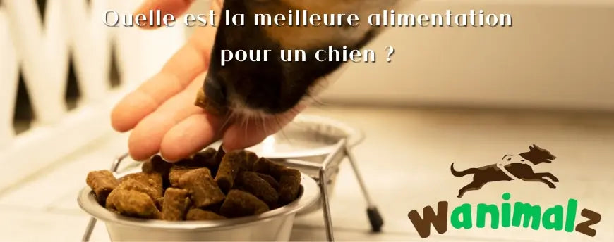 Quelle alimentation choisir pour son chien ?