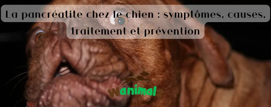 La pancréatite chez le chien : symptômes, causes, traitement et prévention