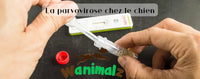 La parvovirose chez le chien