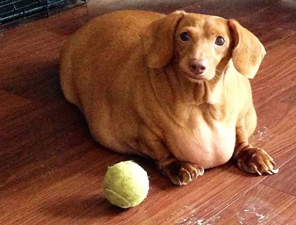 Pourquoi l'obésité chez les chiens est une réalité ?