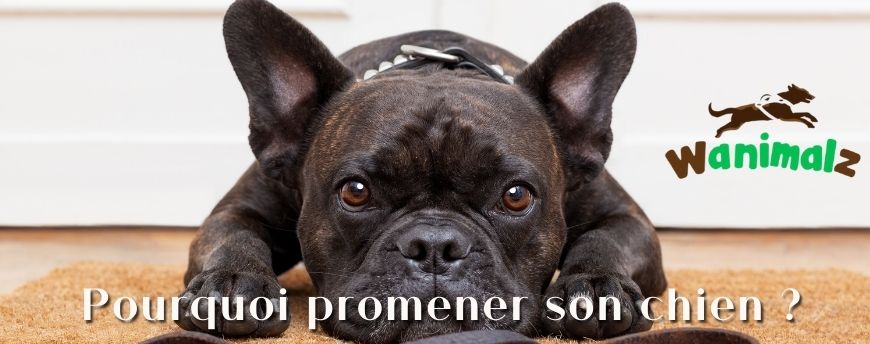 Pourquoi promener son chien ?