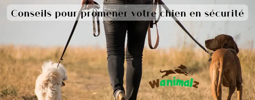 Conseils pour promener votre chien en sécurité
