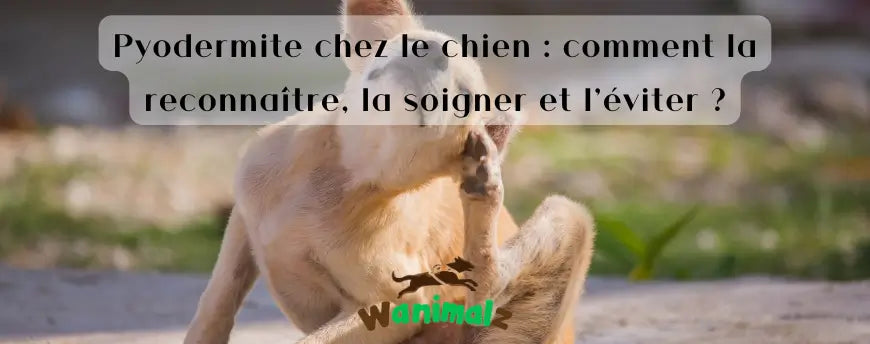 Pyodermite chez le chien : comment la reconnaître, la soigner et l’éviter ?