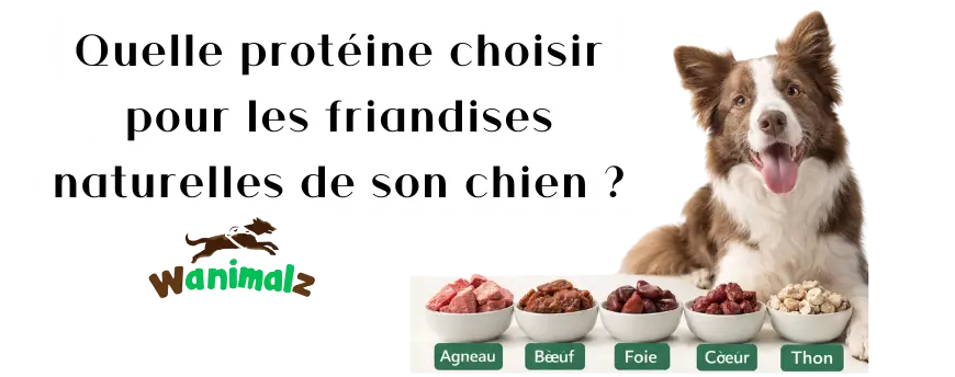 Quelle protéine choisir pour les friandises naturelles de son chien ?