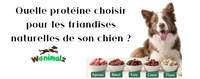 Quelle protéine choisir pour les friandises naturelles de son chien ?