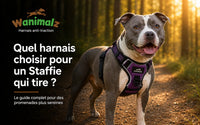 Quel harnais choisir pour un Staffie qui tire ?