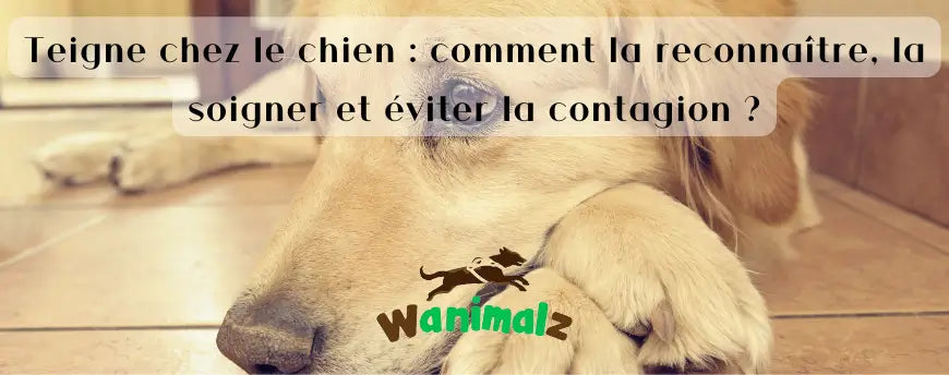Teigne chez le chien : comment la reconnaître, la soigner et éviter la contagion ?
