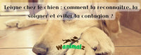 La teigne chez le chien