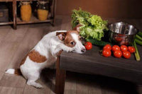 Les restes de repas sont-ils mauvais pour les chiens ?