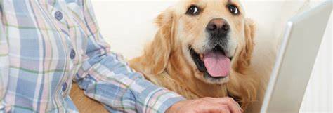 Les points clés à vérifier avant de choisir une assurance pour votre fidèle compagnon canin