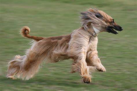 Quel est le chien le plus rapide au monde ?