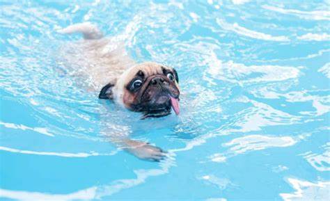 Comment apprendre à nager à son chien ?