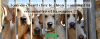 La toux du chenil, bien la soigner