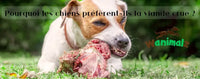 La viande crue pour les chiens, bénéfices et risques, on vous conseille