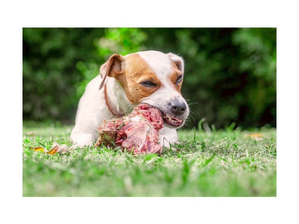 Pourquoi les chiens préfèrent-ils la viande crue ?
