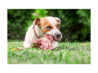 viande crue pour chiens