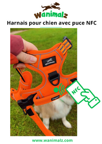 Harnais chien anti traction technologie NFC