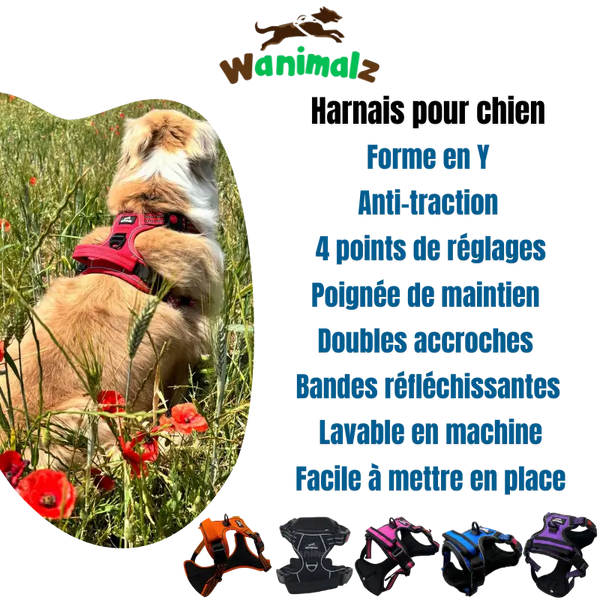 Les chiens avec des harnais anti-traction sont beaucoup plus en confort et à l'aise et leurs propriétaires sont plus en sécurité