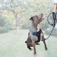 Harnais noir avec accroche ventrale pour l'anti traction - wanimalz - disponible pour petits et grands chiens