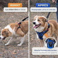 Avant après chien qui tire en laisse avec collier et chien calme avec harnais anti-traction