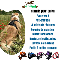 Les harnais anti traction pour chien sont beaucoup plus confortable et idéal pour sa santé.