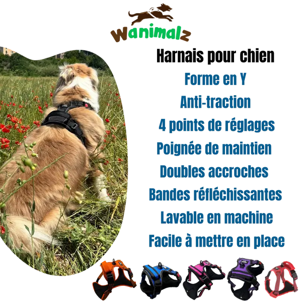 Les harnais anti traction pour chien sont beaucoup plus confortable et idéal pour sa santé.