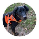Harnais anti-traction pour chiens en orange de grandes tailles