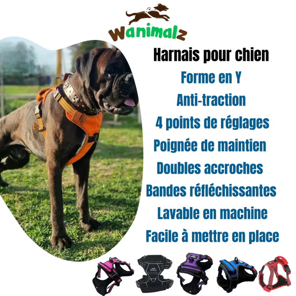 Le harnais avec fonction anti traction est disponible pour les gros chiens dans des couleurs différentes.