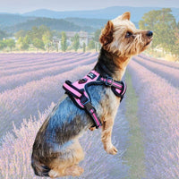 harnais anti traction pour chien rose pour yorkshire, disponible petite et grande race de chien, confort et sécurité