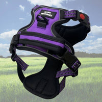 Harnais anti-traction de couleur violette disponible en toutes tailles