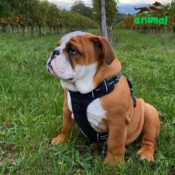 Harnais pour chien anti traction pour toutes races de chiens, English bouledogue
