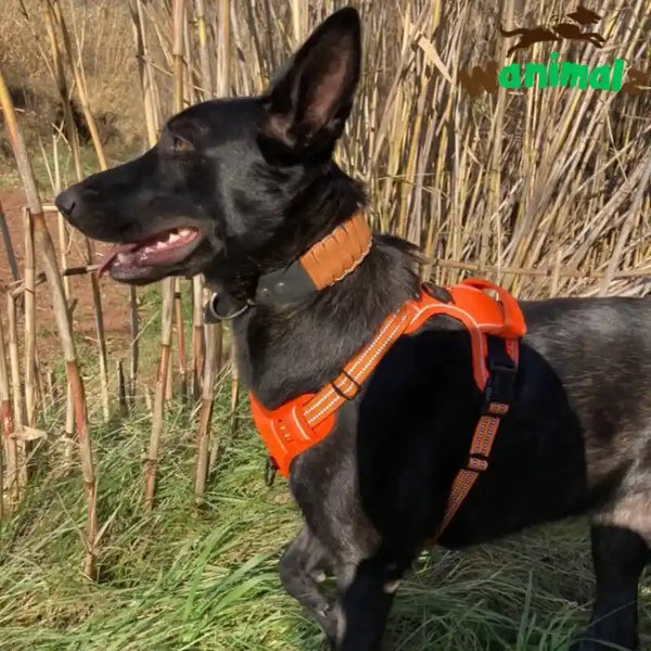 Le harnais pour gros chien anti traction, confortable et efficace pour sa santé et ses épaules. Notre Berger Hollandais ne vous dira pas le contraire.