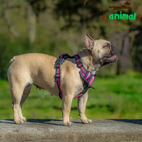 Harnais pour chiens anti traction de races bouledogue, disponible sur la boutique avec un panel de couleurs
