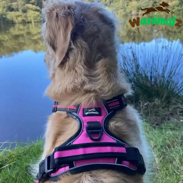 Harnais pour grand chien anti traction, la taille XL convient pour les chiens de + de 35 kg