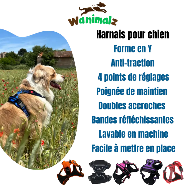 Les harnais des chiens avec le dispositif anti-traction sont beaucoup plus en confort et à l'aise et leurs propriétaires sont plus en sécurité