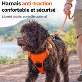 Chien en balade avec harnais anti-traction confortable pour un meilleur contrôle et sans tirer