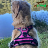 Harnais pour grand chien, la taille XL convient pour les chiens de + de 35 kg