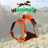 Harnais anti traction de chien, disponible en orange sur la boutique wanimalz, pour les petites et grandes races