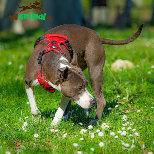 Les harnais pour chiens anti traction sont parfaitement adaptés sur toutes les races avec les multiples réglages