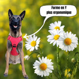 Harnais malinois en forme Y