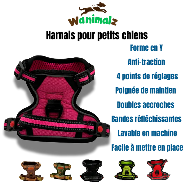 Le harnais pour petit chien avec son accroche anti-traction est disponible en différentes couleurs