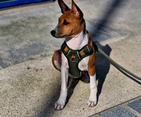 Harnais pour petit chien : confort et protection du cou au quotidien