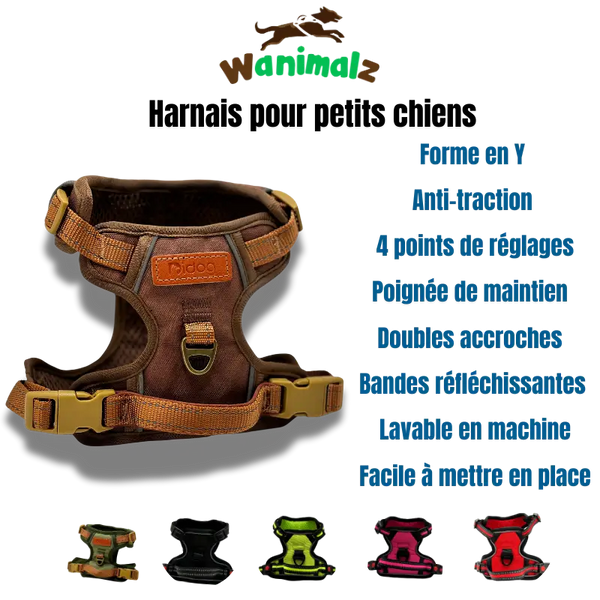 Le meilleur des harnais anti-traction pour petits chiens de forme Y disponibles en différentes couleurs