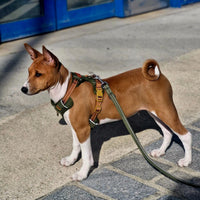 Harnais pour petit chien : confort et protection du cou au quotidien